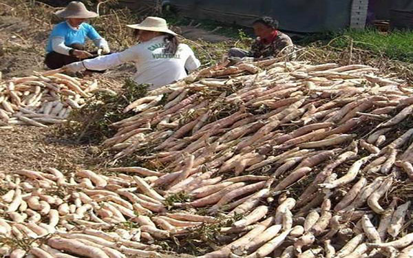 薯渣烘干生產(chǎn)線中都包含哪些設(shè)備 薯渣烘干生產(chǎn)線中都包含哪些設(shè)備